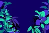 Arriere-plan-de-Plantes-Bleu-et-Vert5